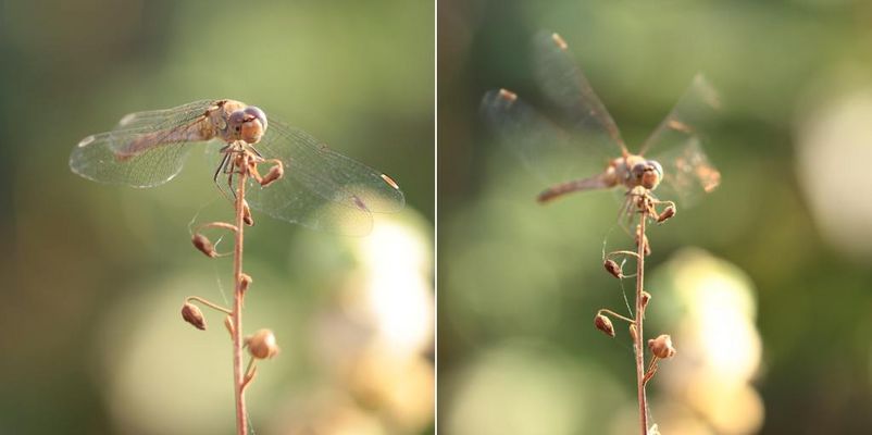 Gr-Heidelibelle-100-0912-13