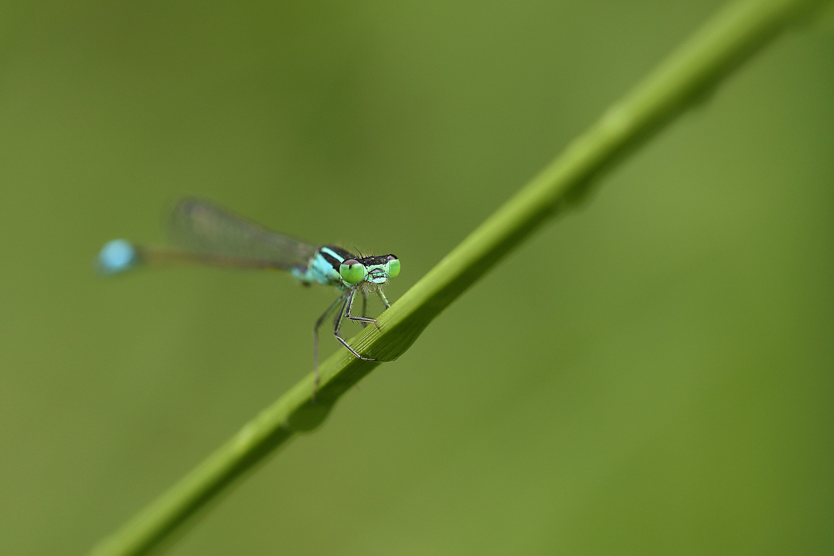 Gr. Pechlibelle