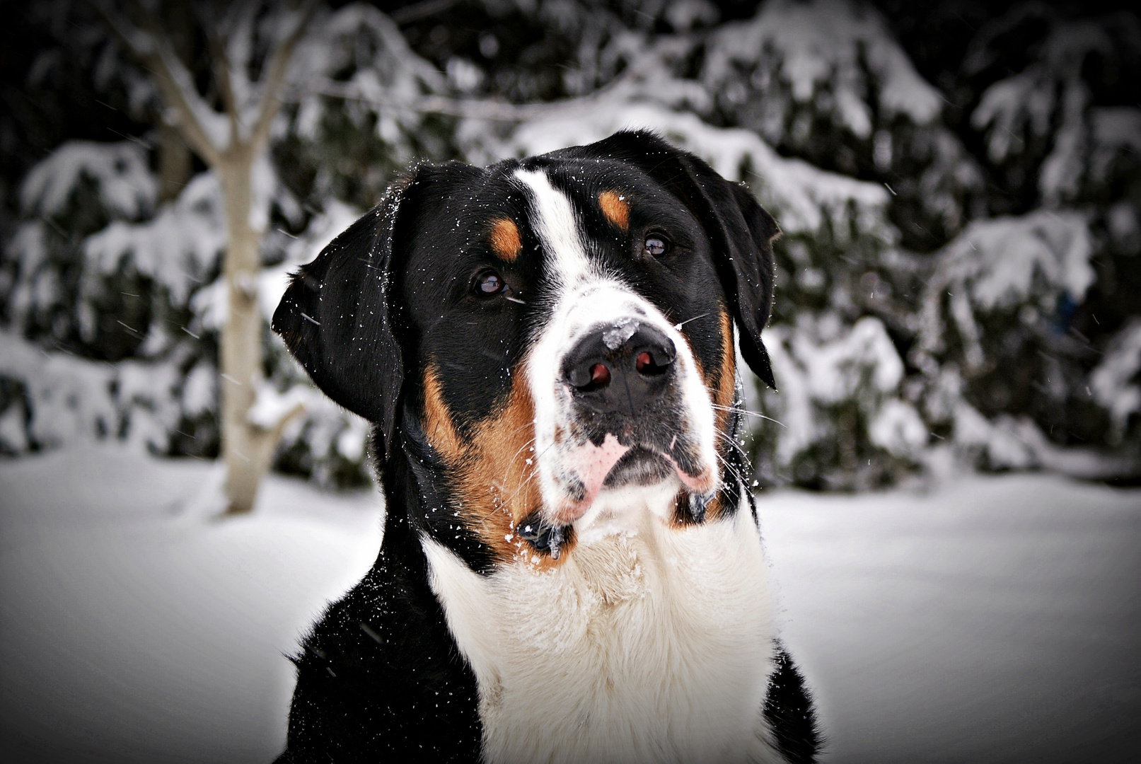 Gr. Schweizer Sennenhund