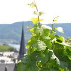 Graach an der Mosel 26.07.2014