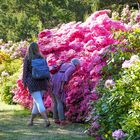 Graal Müritz: Rhododendron-Park in voller Blüte