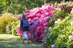 Graal Müritz: Rhododendron-Park in voller Blüte