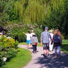 Graal Müritz: Rhododendron-Park in voller Blüte