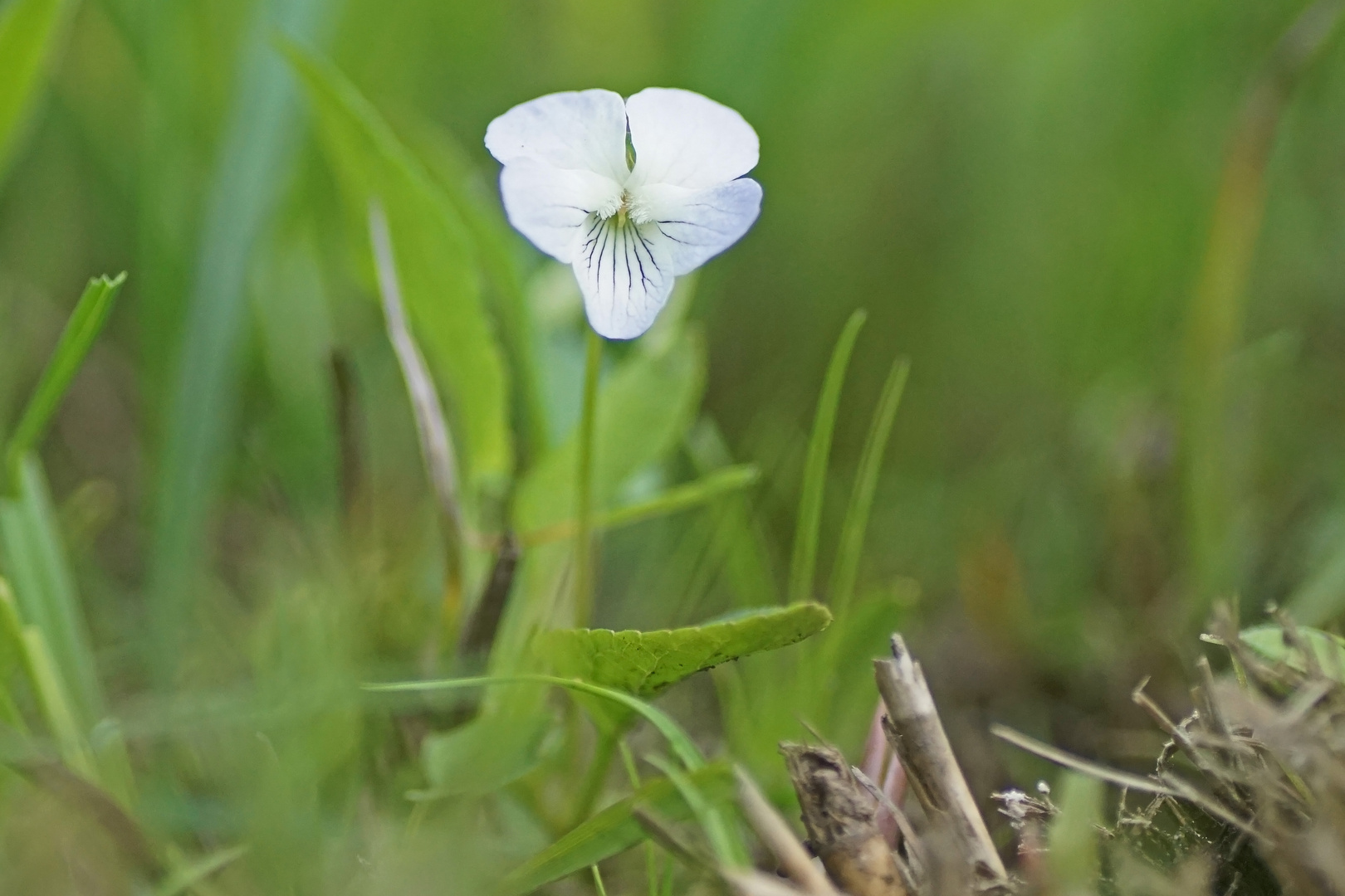 Graben-Veilchen (Viola stagnina)