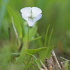 Graben-Veilchen (Viola stagnina)