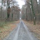 Grabener Allee im Hardtwald bei Graben-Neudorf