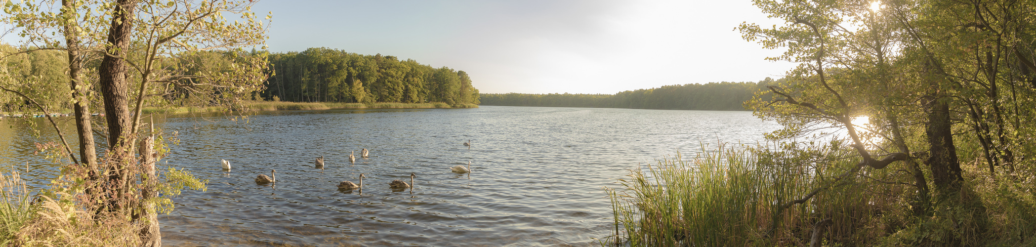 Grabowsee - Schwanensee