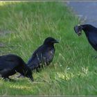 "Grabowskis" Ende...oder auch....fette Beute