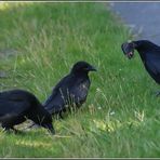 "Grabowskis" Ende...oder auch....fette Beute