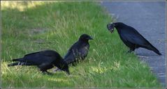 "Grabowskis" Ende...oder auch....fette Beute