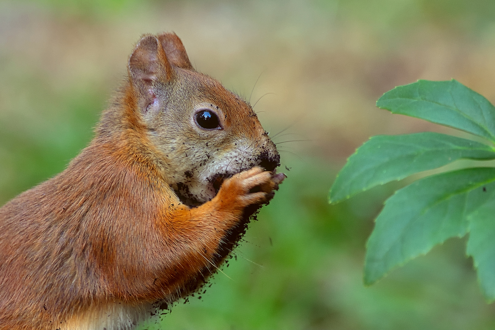 Grabräuber Kobold (Sciurus)