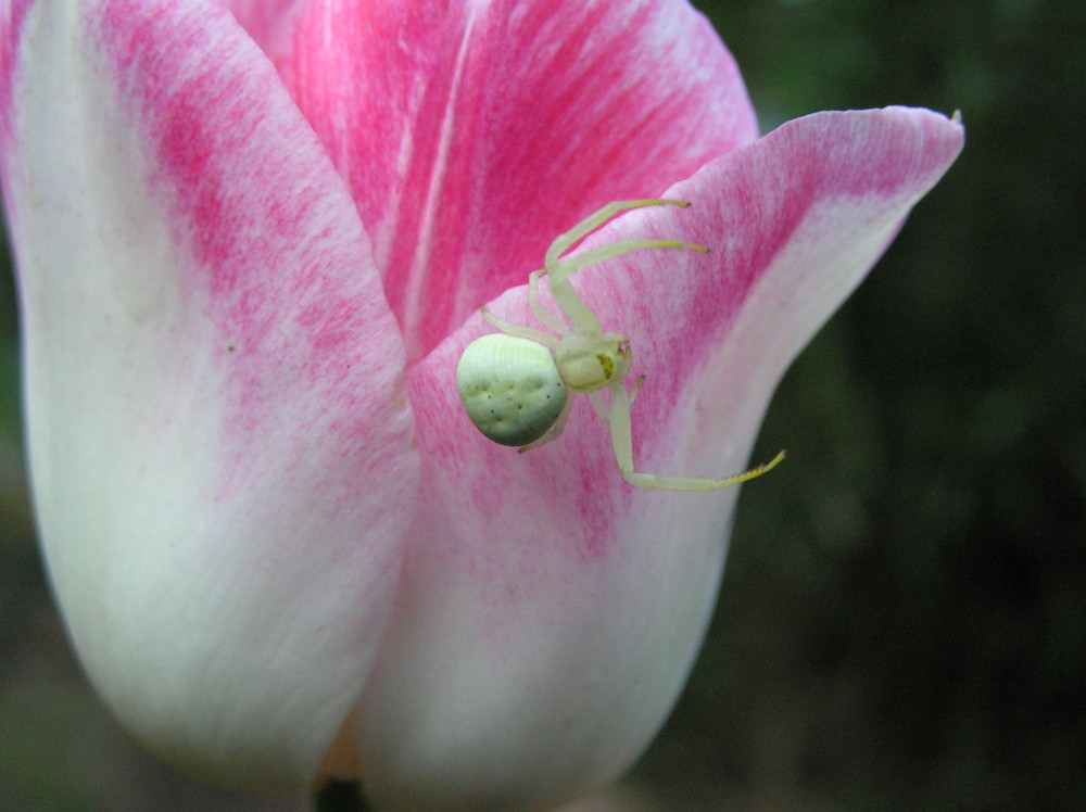 Grabspinne auf Tulpe