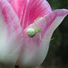 Grabspinne auf Tulpe