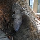 Grabstein Umfasst durch ein Baum