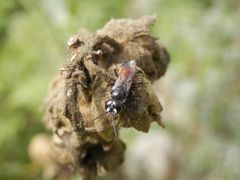 Grabwespe (Astata sp.)