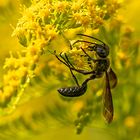 Grabwespe auf Gelenkblume