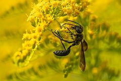 Grabwespe auf Gelenkblume