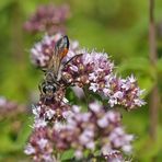 Grabwespe auf Oregano