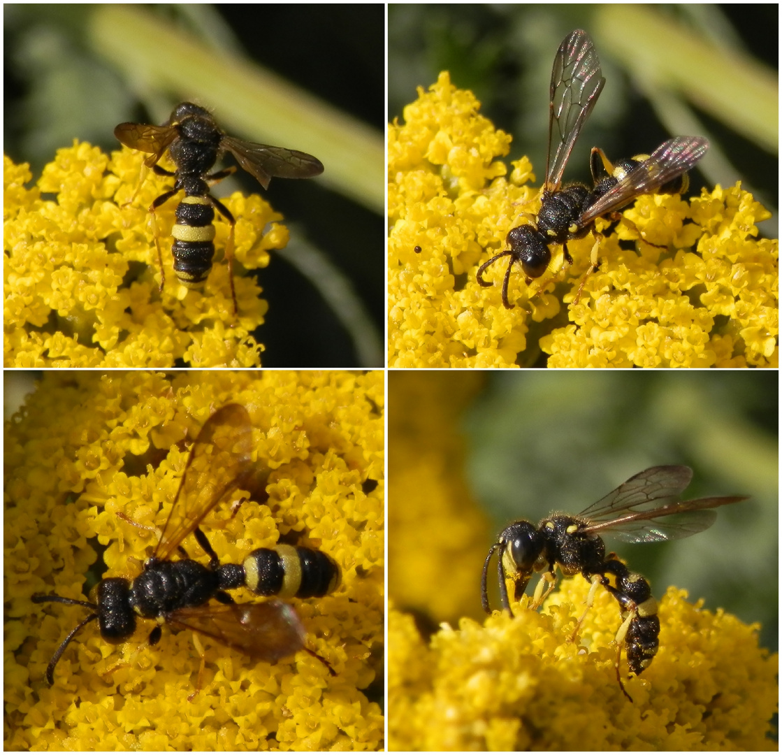 Grabwespe - Bienenjagende Knotenwespe (Cerceris rybyensis)