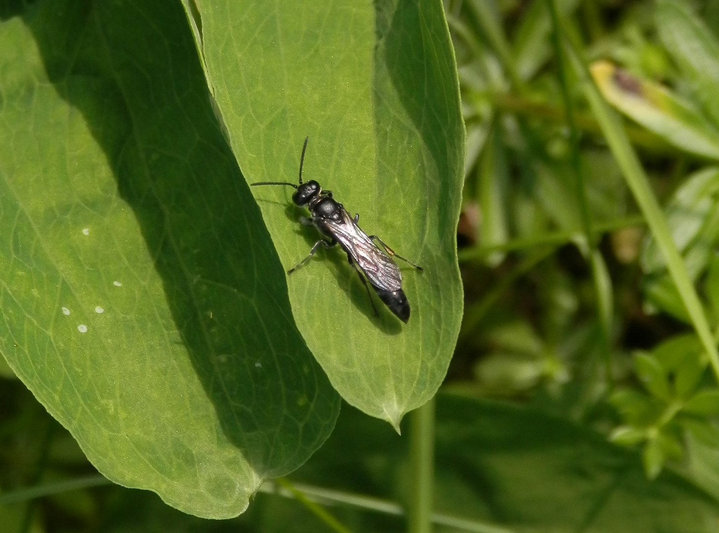 Grabwespe der Gattung Trypoxylon