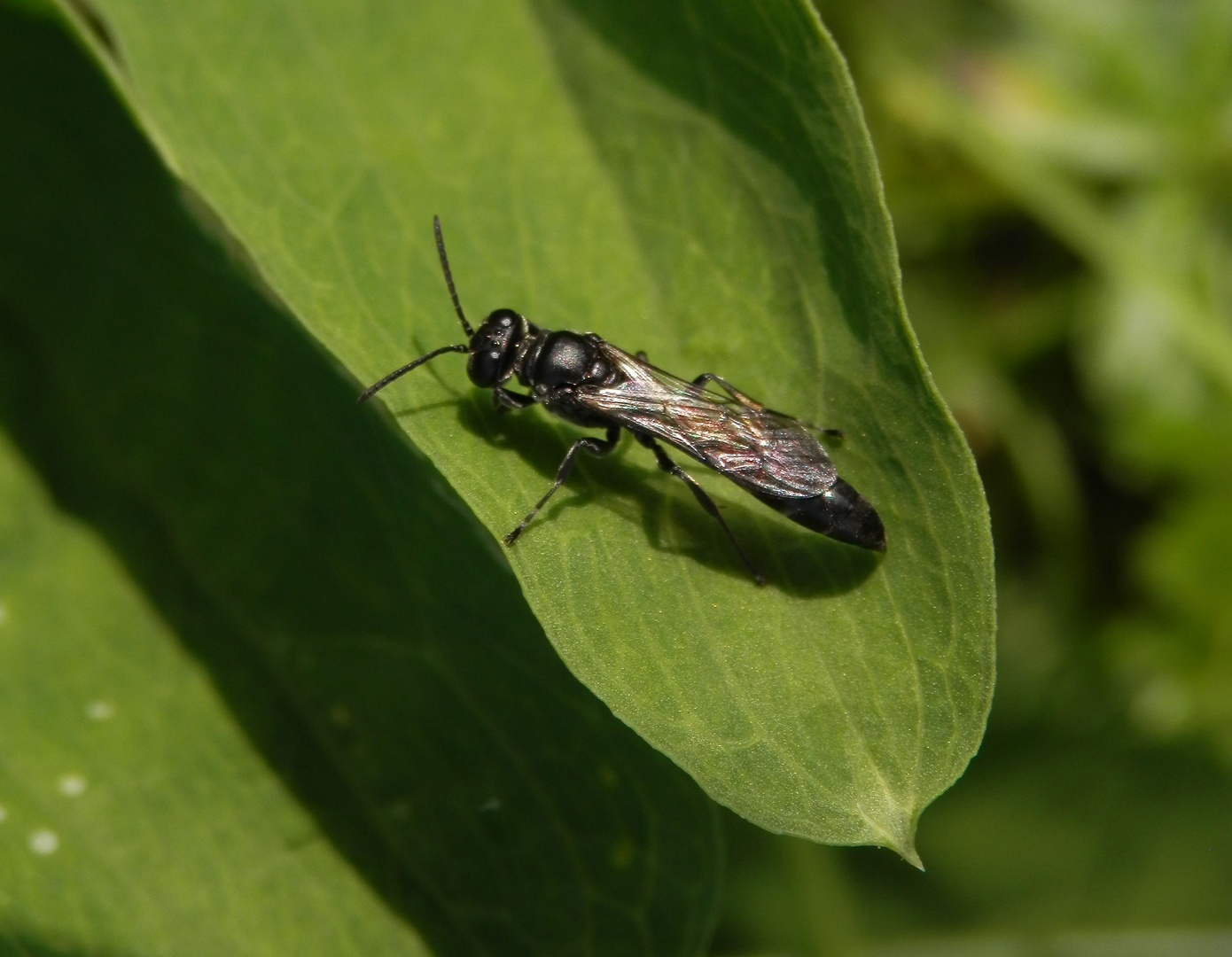 Grabwespe der Gattung Trypoxylon