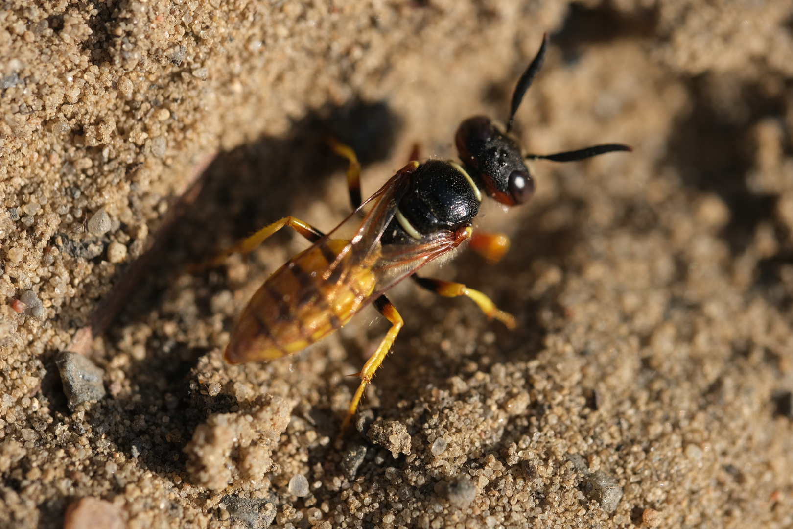 Grabwespe (Ectemnius lapidarius)