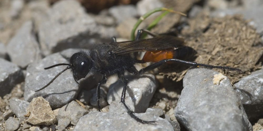 Grabwespe im Gebiet Pfynwald, Wallis