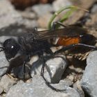 Grabwespe im Gebiet Pfynwald, Wallis