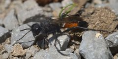 Grabwespe im Gebiet Pfynwald, Wallis