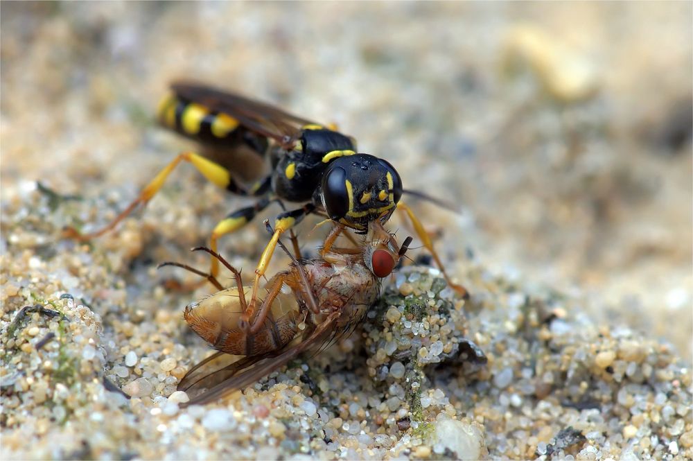 Grabwespe ( Kotwespe) Mellinus arvensis mit Beute