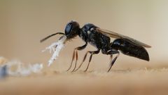 Grabwespe (Passaloecius brevilabris)