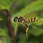 Grabwespe (Spheciformes) im Beuteflug