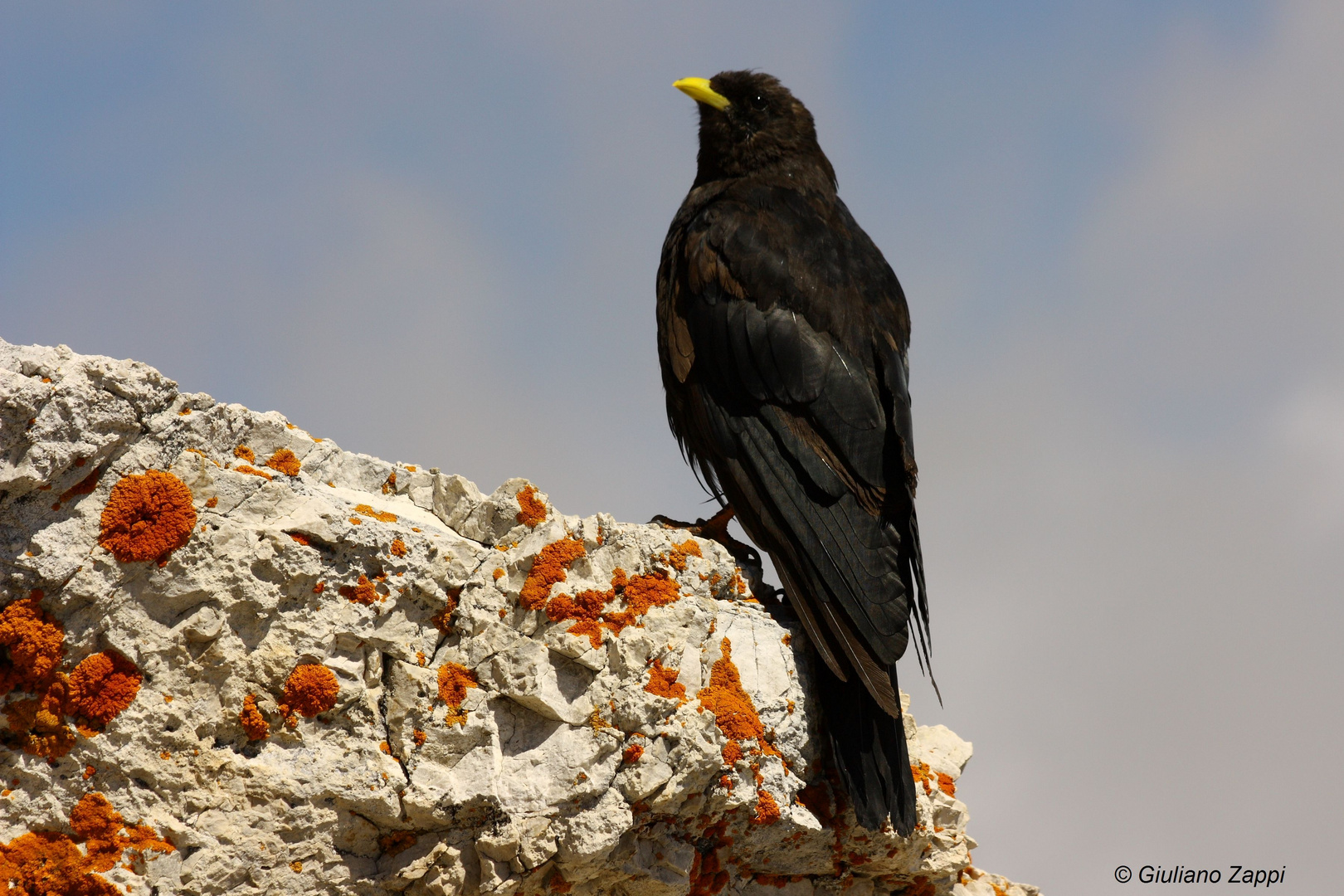 Gracchio alpino (Pyrrhocorax graculus)