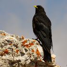 Gracchio alpino (Pyrrhocorax graculus)