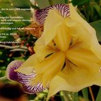 Gracchus - historische Iris