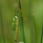 grace a ROBERT notre ami identifier cet insecte trentrede Rhogogaster viridis merci 