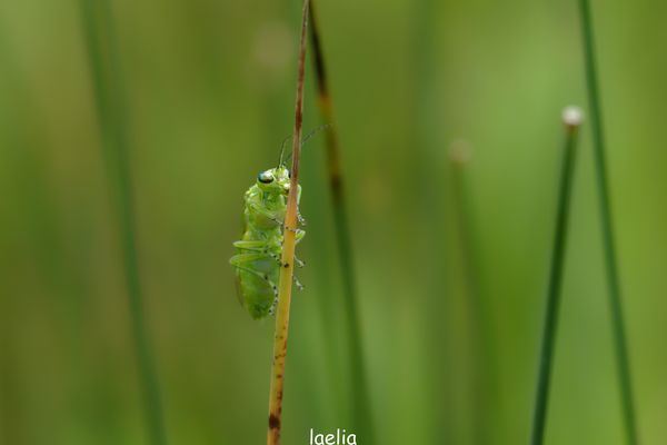 grace a ROBERT notre ami identifier cet insecte trentrede Rhogogaster viridis merci 