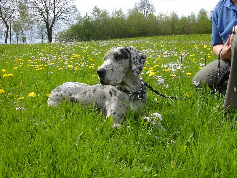 Grace im Blumenmeer