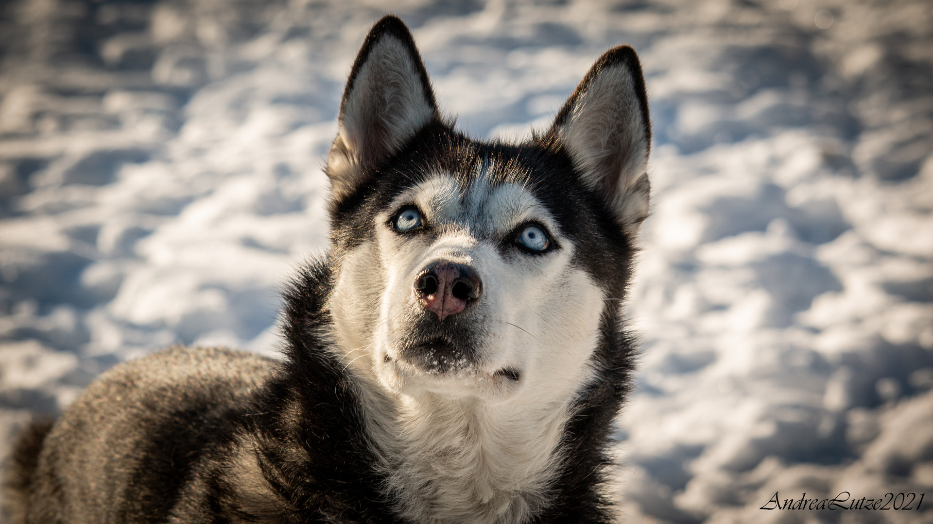 Grace Sibirian Husky