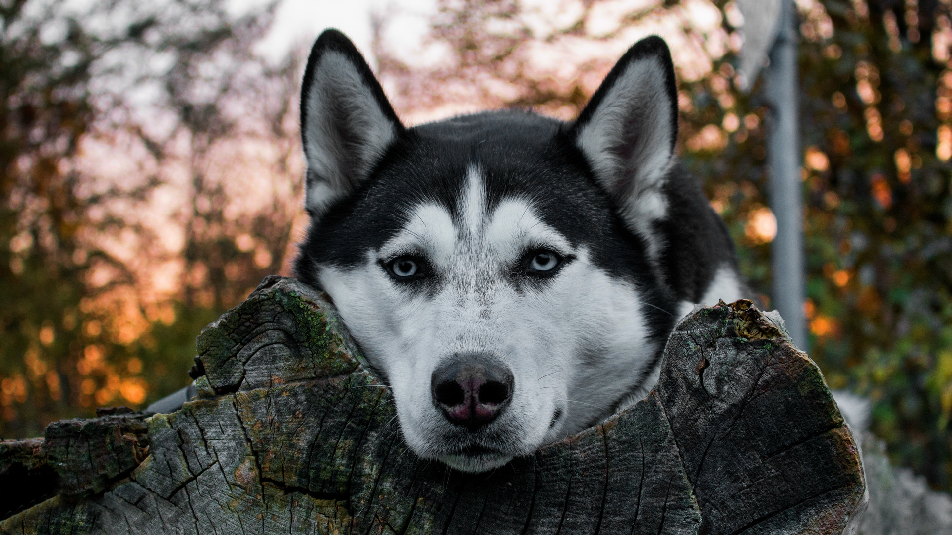 Grace Sibirian Husky 