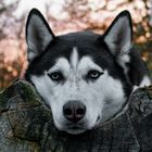 Grace Sibirian Husky 