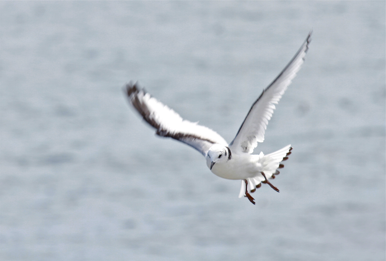 Grace - Young Kittiwake