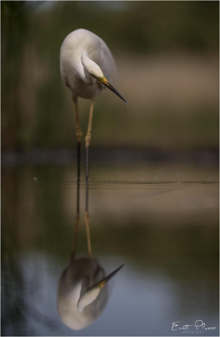 graceful and silent hunting