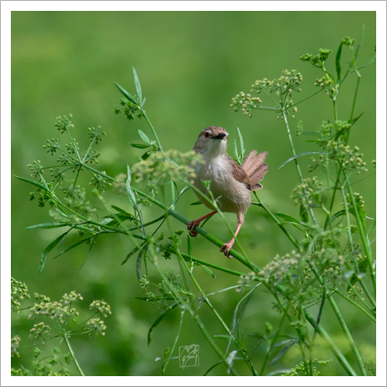 Graceful bird