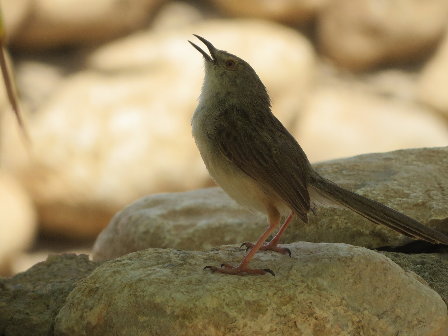 Graceful Prinia - Streifenprinie