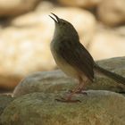 Graceful Prinia - Streifenprinie