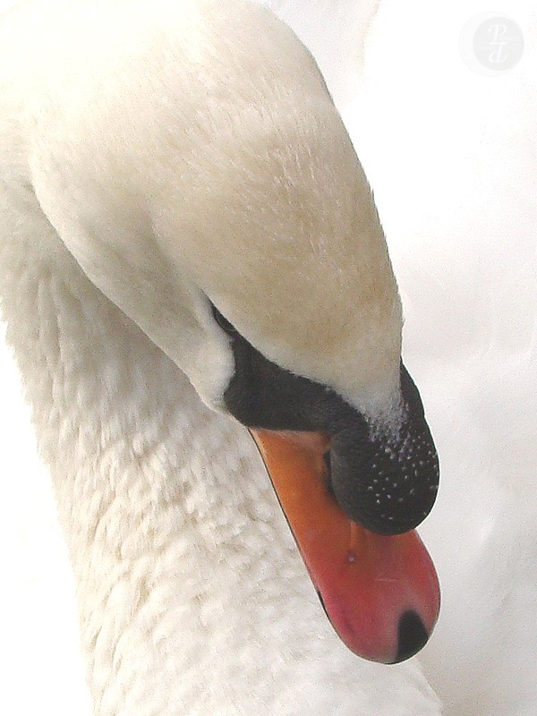 graceful Swan