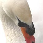 graceful Swan