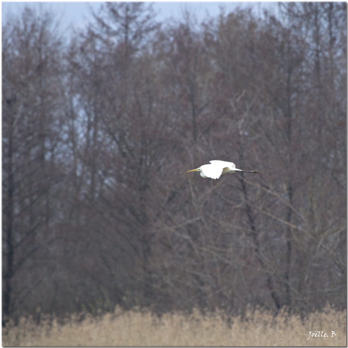 Gracieuse Aigrette...