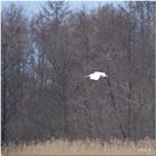 Gracieuse Aigrette...